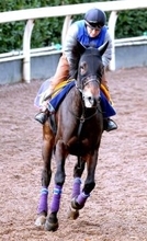 【注目馬動向・古馬】ホールネスは武豊騎手と京都記念で復帰　昨年の日経新春杯以来、休養中