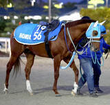 「【京都記念】ゴールドシップ産駒メイショウブレゲが元気に参戦　陣営「状態のいい今回でどれだけ動けるか」」の画像1