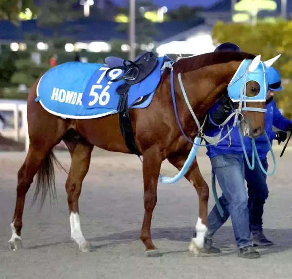 【京都記念】ゴールドシップ産駒メイショウブレゲが元気に参戦　陣営「状態のいい今回でどれだけ動けるか」