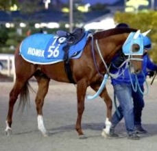 【京都記念】ゴールドシップ産駒メイショウブレゲが元気に参戦　陣営「状態のいい今回でどれだけ動けるか」