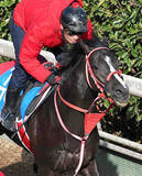 「【注目馬動向】初障害で２着に３秒差のセレクト４・１億円馬ホウオウプロサンゲは三木ホースランドパークＪＳで連勝狙う」の画像1