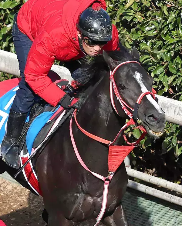 【注目馬動向】初障害で２着に３秒差のセレクト４・１億円馬ホウオウプロサンゲは三木ホースランドパークＪＳで連勝狙う