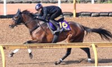 【皐月賞・山下の特注馬】どんな競馬でもできるマテンロウゲイルが面白い　馬券的な妙味もありそうな一頭