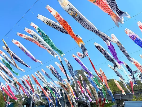 秩父湯元　武甲温泉で５月６日まで横瀬鯉のぼりまつり開催中