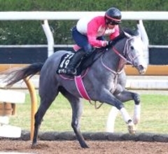 【注目馬動向】キャンディードがＮＨＫマイルＣを鼻出血のため見送り　２歳時にスターアニスを撃破