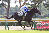 「【注目馬動向】田辺裕信騎手が評価するコラリオンは百日草特別が本線　アイビーＳや東京スポーツ杯２歳Ｓも選択肢に」の画像1