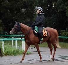 【サウジアラビアＲＣ】小柄でもオルフェーヴル似のジップスパークが面白い　陣営「軽くてバネがあります」