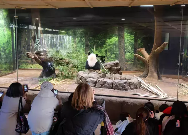 シャオシャオとレイレイが暮らす上野動物園「パンダのもり」…２頭が中国に返還された後はどうなる？