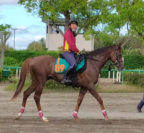【ＰＯＧ】新種牡馬エフフォーリア産駒のベルウッドディープが６・６東京デビューへ　室井調教師「水準以上の動き」