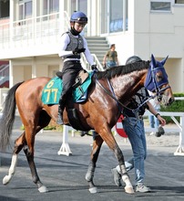 【ＰＯＧ】金子真人オーナーゆかりのマカヒキ×アパパネの超良血牡馬　ククイプカが札幌でゲート試験合格