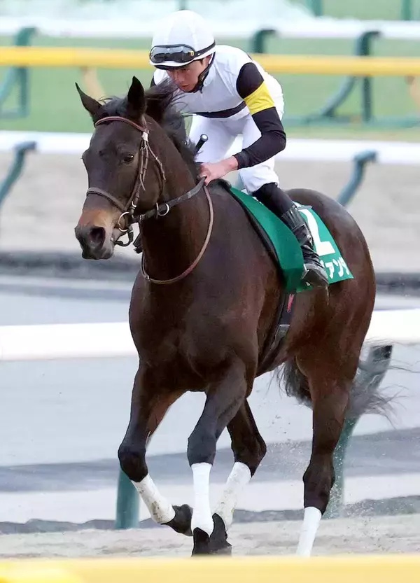 【注目馬動向】東京新聞杯で２着のラヴァンダは阪神牝馬Ｓへ