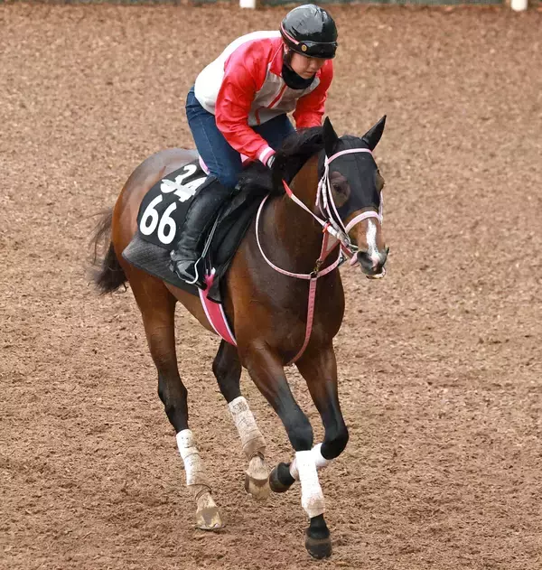 「【チャーチルダウンズＣ】良血馬バルセシートが前日に急きょテコ入れ決断　松下調教師「操作性を高めるという意図」」の画像