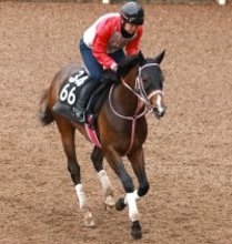 【チャーチルダウンズＣ】良血馬バルセシートが前日に急きょテコ入れ決断　松下調教師「操作性を高めるという意図」