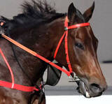 「ロマンチックウォリアーがＱＥ２世Ｃ４勝目へ万全　芝のバリアトライアルで絶好の動き　マスカレードボールなどと激突」の画像1