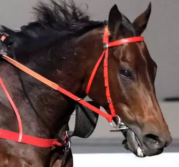 ロマンチックウォリアーがＱＥ２世Ｃ４勝目へ万全　芝のバリアトライアルで絶好の動き　マスカレードボールなどと激突