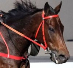 ロマンチックウォリアーがＱＥ２世Ｃ４勝目へ万全　芝のバリアトライアルで絶好の動き　マスカレードボールなどと激突