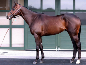 【松山康久元調教師のダービー馬体診断】ライヒスアドラーは９・５点　名馬に多い左後一白　胸囲があり心肺機能も高い