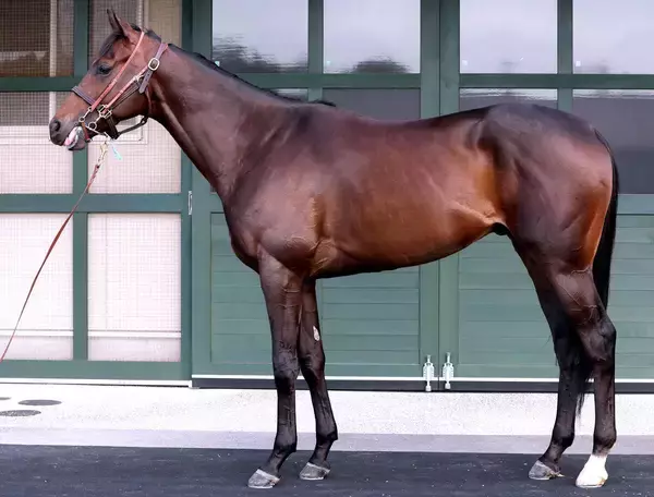 【松山康久元調教師のダービー馬体診断】ライヒスアドラーは９・５点　名馬に多い左後一白　胸囲があり心肺機能も高い