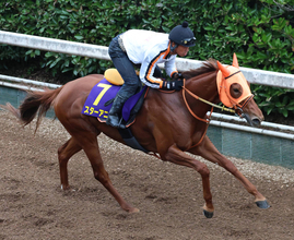 【スプリンターズＳ・調教総括】オークス以来でもラスト鋭いスターアニスは万全か　馬場入り嫌がった有力馬は？