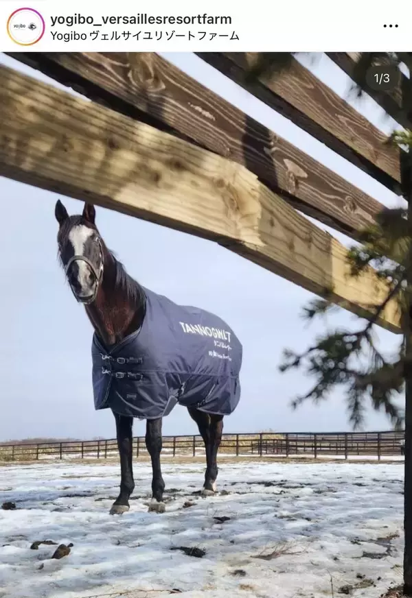 「大谷に負けない」「フルスイング」２００２年ダービー馬の暴れっぷりにネット騒然　タニノギムレットが牧柵を連続破壊！