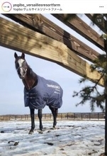 「大谷に負けない」「強打者」２００２年ダービー馬の暴れっぷりにネット騒然　タニノギムレットが牧柵を連続破壊！