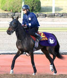 「【桜花賞】馬体重の維持がポイント！？アランカールが２日連続で角馬場入り　斉藤崇調教師「体は何とかキープしたい」」の画像1