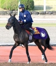 【桜花賞】馬体重の維持がポイント！？アランカールが２日連続で角馬場入り　斉藤崇調教師「体は何とかキープしたい」