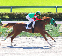 【注目馬動向】斎藤誠厩舎の新馬Ｖファクスカエリはもちの木賞、ワンダフルワールドは赤松賞を視野