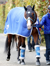 【注目馬動向・古馬】ママコチャは東京スプリントで再び砂へ　ダービー卿ＣＴ４着のミニトランザットはサマーマイル路線