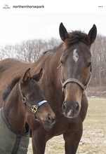 「母にべったりの甘えん坊」名牝グランアレグリアに第４子の牡馬が誕生　「楽しみな配合」「可愛すぎます」など歓喜の反応