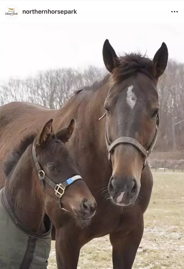 「母にべったりの甘えん坊」名牝グランアレグリアに第４子の牡馬が誕生　「楽しみな配合」「可愛すぎます」など歓喜の反応