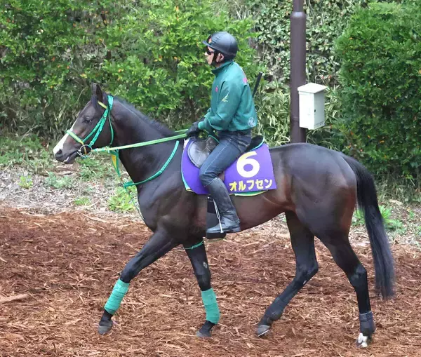 【青葉賞・坂本の特注馬】魅力あふれる“ダイヤの原石”オルフセン　適性の高い東京コースで輝き増す