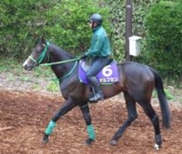 【青葉賞・坂本の特注馬】魅力あふれる“ダイヤの原石”オルフセン　適性の高い東京コースで輝き増す