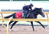 「【注目馬動向】５・２億円馬サガルマータは川田将雅騎手と１勝クラスから再出発　福永調教師「２勝クラスを勝てば、菊花賞に使える」」の画像1