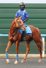 【札幌記念】小倉記念Ｖのゼンダンハヤブサが連勝で夏の中距離王狙う　橋田調教師「チャレンジャーかなと思っています」