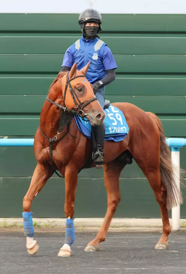 【札幌記念】小倉記念Ｖのゼンダンハヤブサが連勝で夏の中距離王狙う　橋田調教師「チャレンジャーかなと思っています」