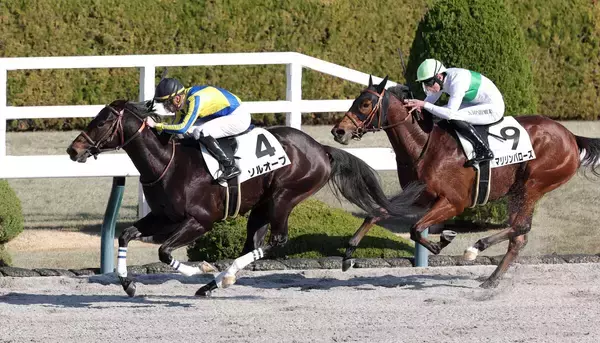 【阪神４Ｒ・２歳新馬】ソルオーブが長くいい脚で抜け出してＶ　ジェルー騎手「最後はいい脚が使えました」