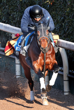 【東京新聞杯】オフトレイルが鬼門の東京を克服する　吉村調教師「今年が本格化の時期だと思っています」