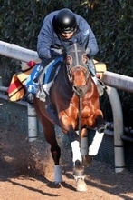 【東京新聞杯】オフトレイルが鬼門の東京を克服する　吉村調教師「今年が本格化の時期だと思っています」