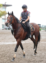 【セントライト記念】前日１番人気は武豊騎手が騎乗するゴーイントゥスカイで４・２倍　１０倍以下が６頭の混戦模様