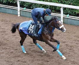 【２４日の注目・京都３Ｒ】異色のサウジアラビア産馬が初陣Ｖを目指す　高杉吏麒騎手はフリー転向後、初勝利なるか