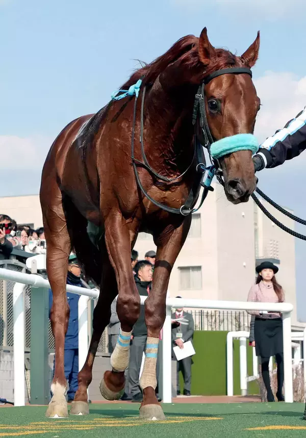 クラシック有力馬の相次ぐ故障にＳＮＳ悲痛「泣いています」「故障多すぎ」　若駒Ｓ覇者ショウナンハヤナミが離脱