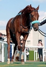 クラシック有力馬の相次ぐ故障にＳＮＳ悲痛「泣いています」「故障多すぎ」　若駒Ｓ覇者ショウナンハヤナミが離脱