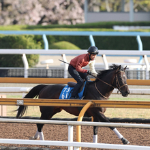 日曜中山競馬場の注目激走馬…中山１１Ｒ春雷ステークス（Ｌ）