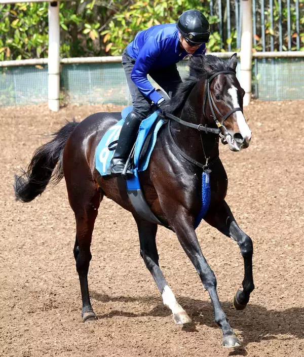 【アンタレスＳ】ムルソーが重賞初勝利に向けて鋭い伸び　池江調教師「いい感じで来ています」