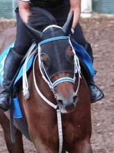 【東京大賞典】キングズソードが長欠明け３走目で上昇　寺島調教師「気持ちが一番入っている」