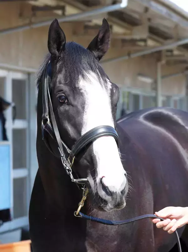 【注目馬動向】シュトラウスがアブダビゴールドＣも次走の候補に　豪州遠征明け