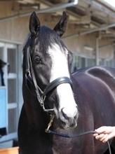 【注目馬動向】シュトラウスがアブダビゴールドＣも次走の候補に　豪州遠征明け