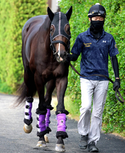 【注目馬動向】５・９億円馬エムズビギンは来週栗東に帰厩　武豊騎手とのコンビで神戸新聞杯から始動