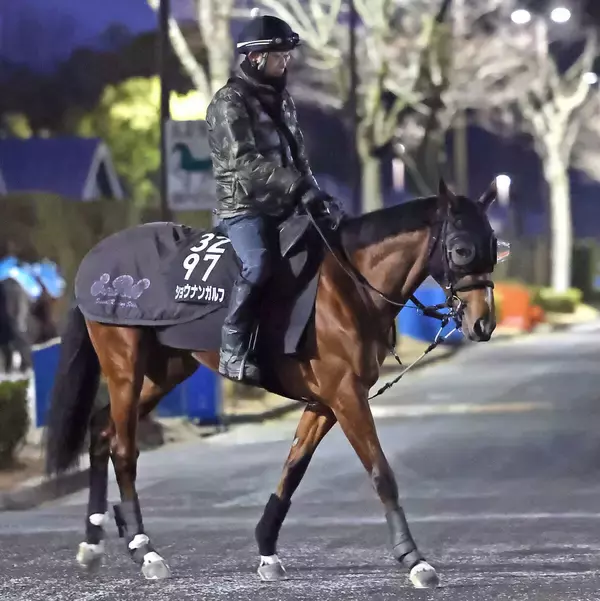 【きさらぎ賞】前走惨敗のショウナンガルフが反撃ムード　陣営「ホープフルＳの前よりいいと思う」